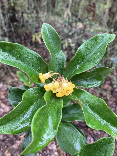 Pittosporum revolutum