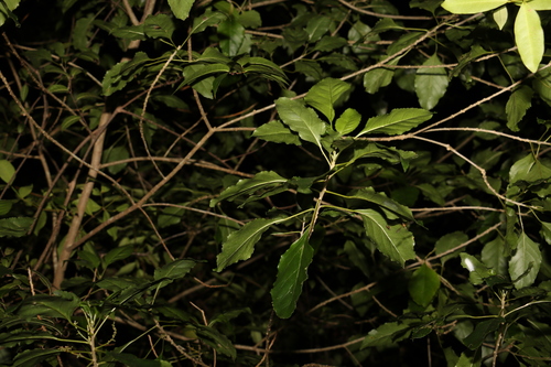 Pittosporum rhombifolium (Queensland pittosporum) — photo