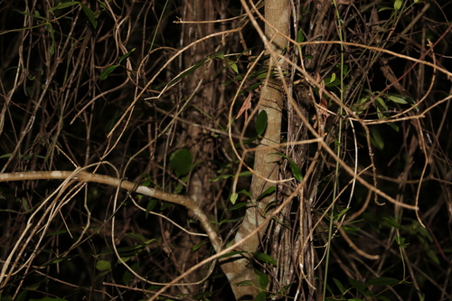 Pittosporum rhombifolium (Queensland pittosporum) — photo