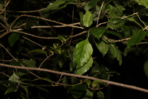 Pittosporum rhombifolium