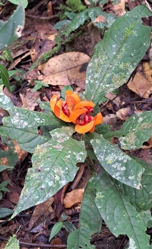 Pittosporum sinuatum — photo
