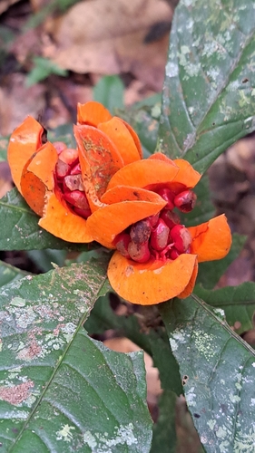 Pittosporum sinuatum