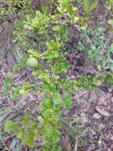 Pittosporum spinescens (Orange-thorn) — photo