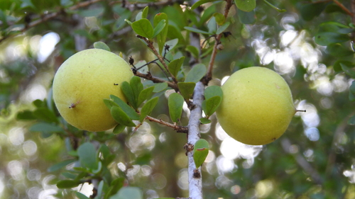 Pittosporum spinescens