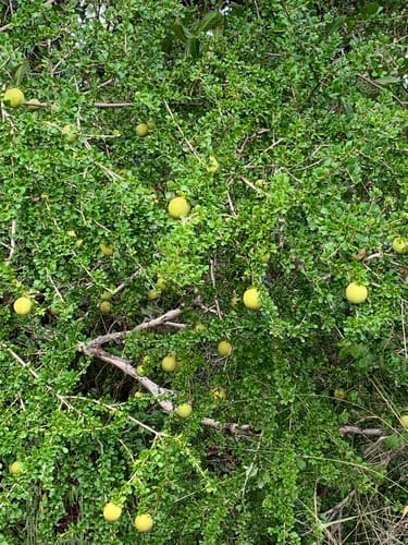 Pittosporum spinescens (Orange-thorn) — photo
