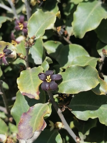 Pittosporum tenuifolium — photo