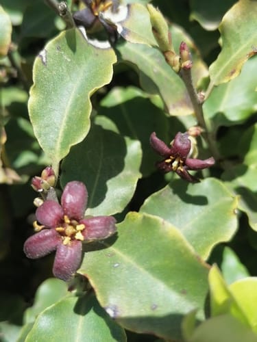 Pittosporum tenuifolium — photo
