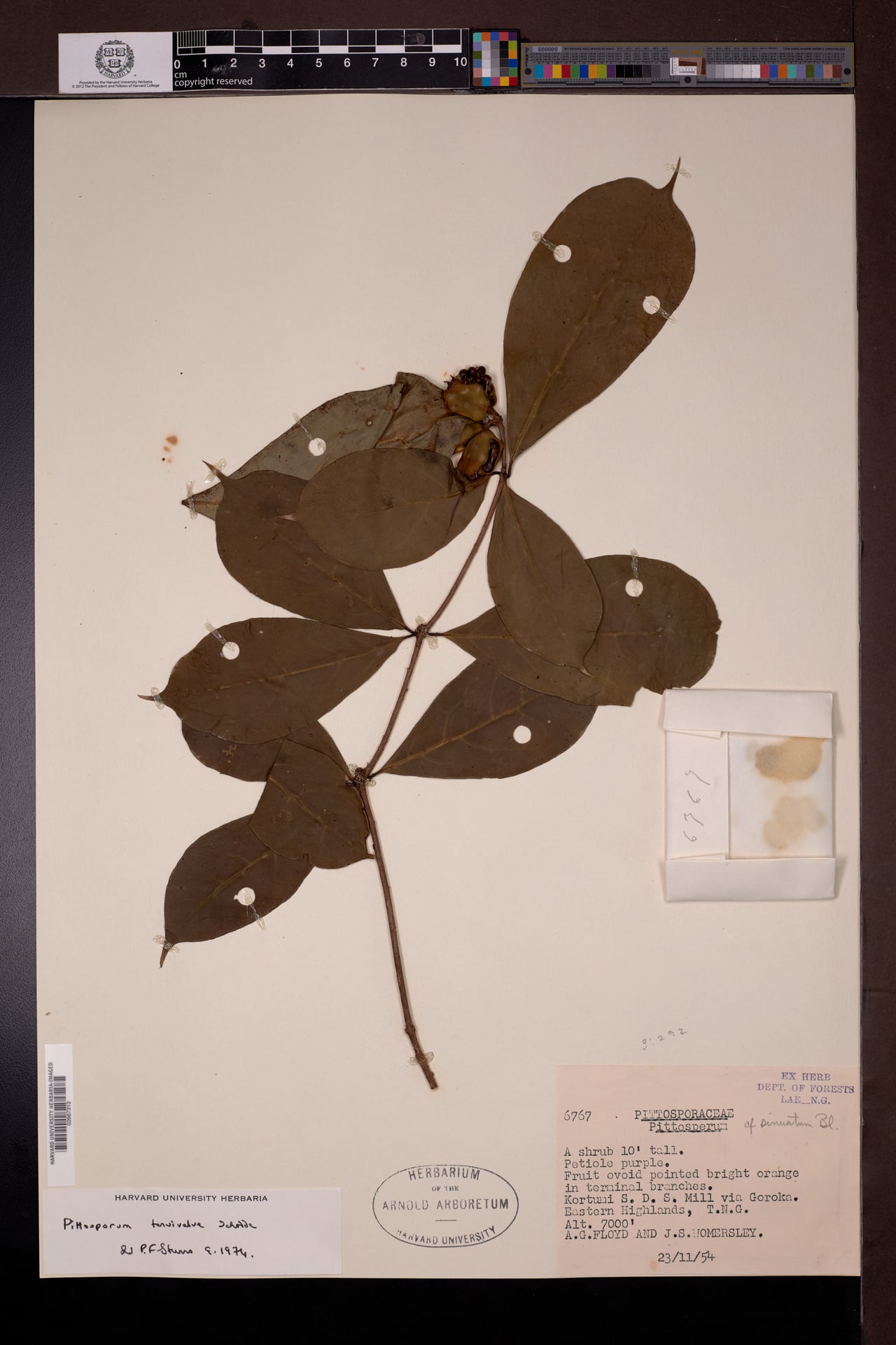 Pittosporum tenuivalve