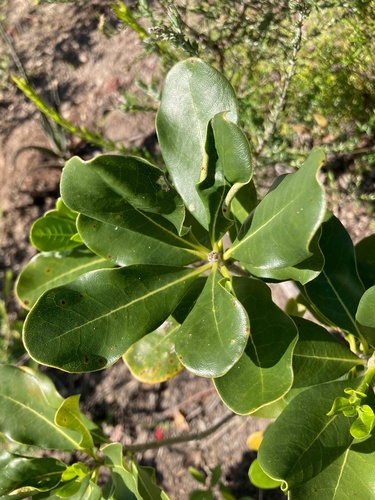 Pittosporum viridiflorum (Cheesewood) — photo