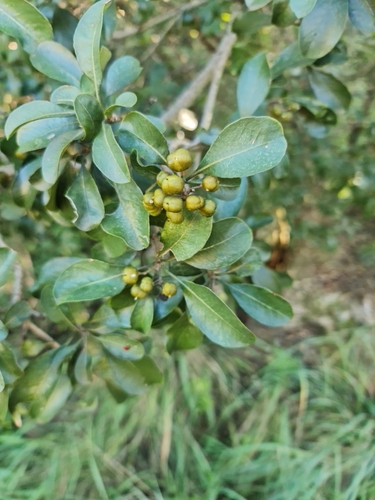 Pittosporum viridiflorum (Cheesewood) — photo
