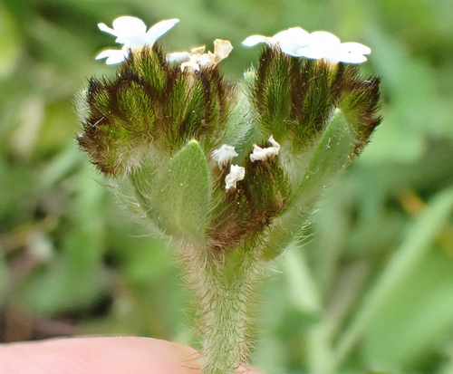 Plagiobothrys fulvus var. campestris (Fulvous popcornflower) — photo