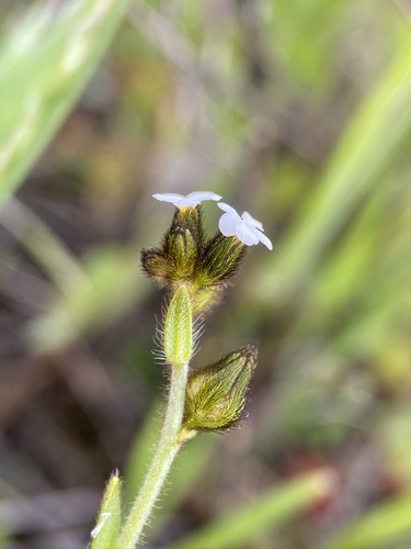 Plagiobothrys fulvus var. campestris (Fulvous popcornflower) — photo