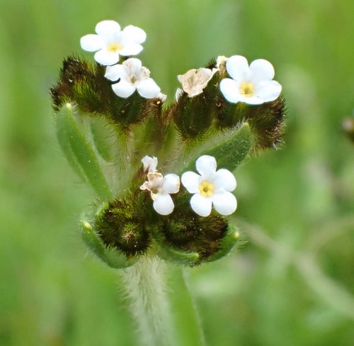 Plagiobothrys fulvus var. campestris