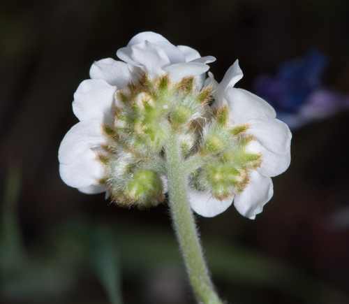 Plagiobothrys nothofulvus (Rusty popcornflower) — photo