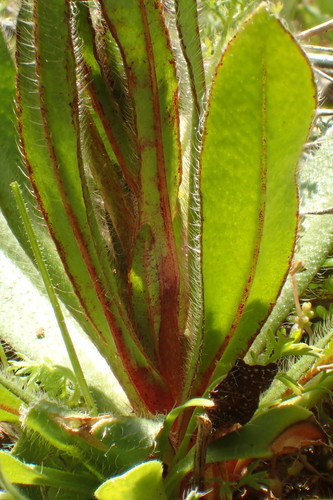 Plagiobothrys nothofulvus (Rusty popcornflower) — photo