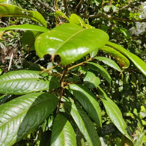 Plagioscyphus louvelii