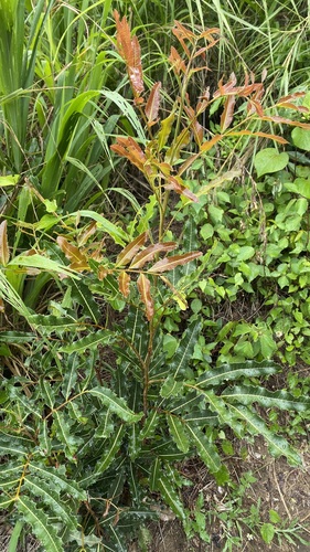 Plagioscyphus stelechanthus