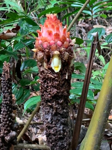 Plagiostachys crocydocalyx (Silongon) — photo