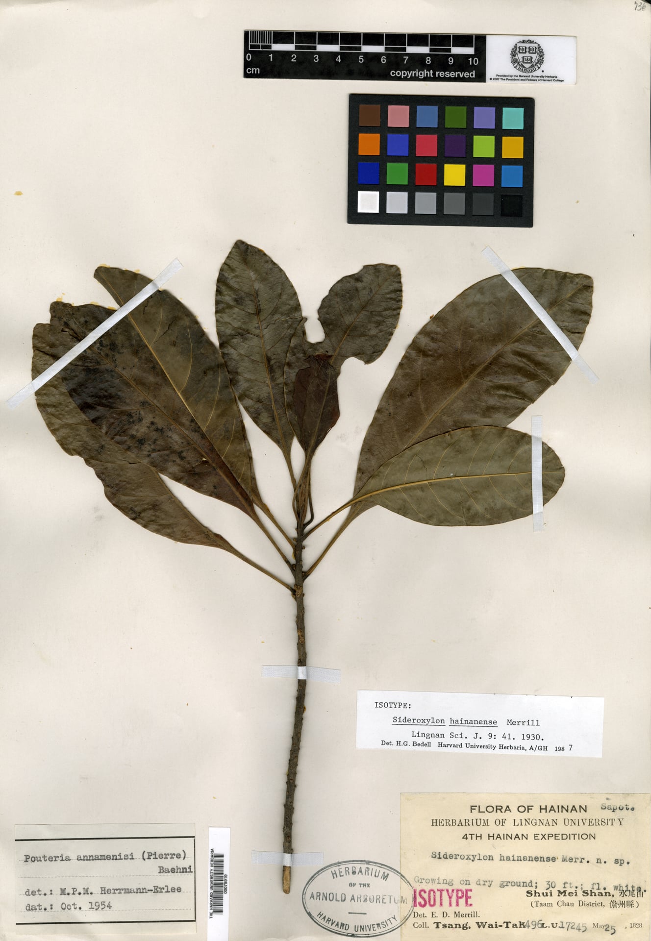 Planchonella annamensis (Tao lan) — photo