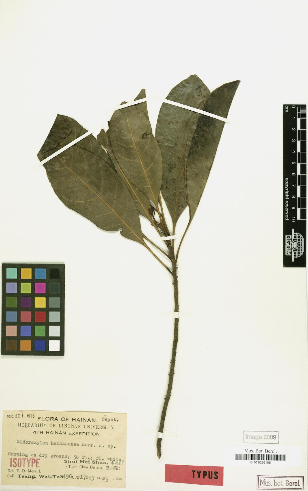 Planchonella annamensis (Tao lan) — photo