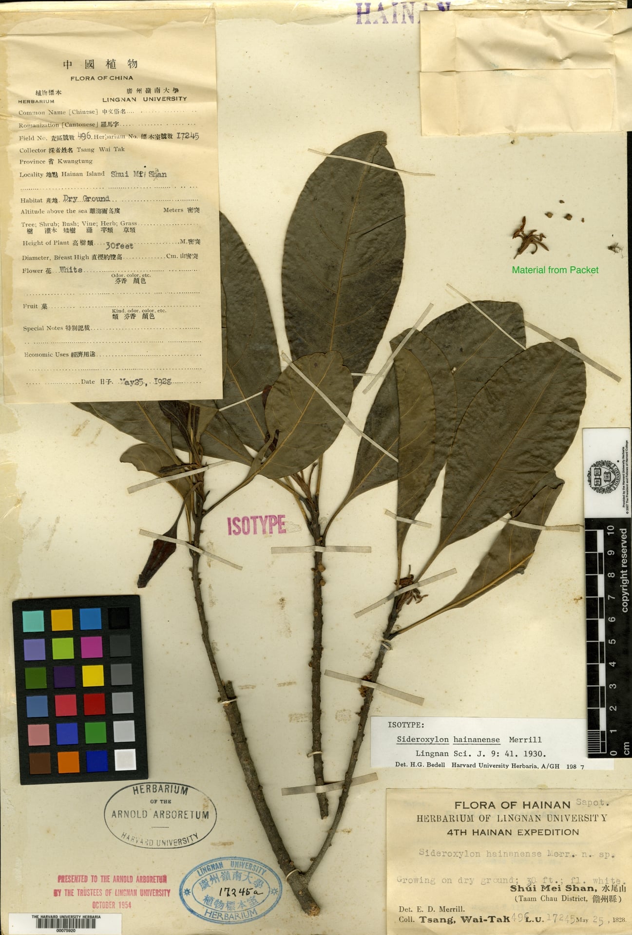 Planchonella annamensis