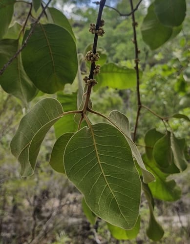 Planchonella arnhemica (Nutwood) — photo