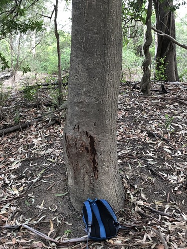 Planchonella australis (Black apple) — photo