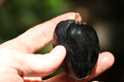 Planchonella australis (Black apple) — photo
