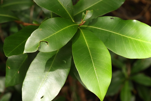 Planchonella australis