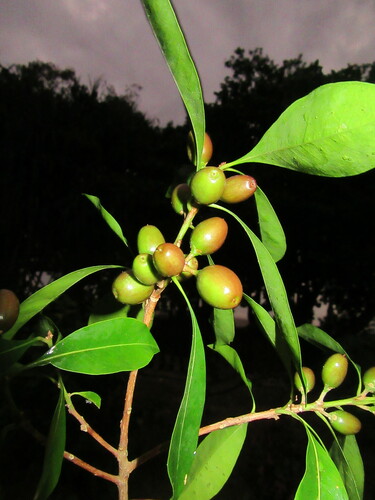 Planchonella chartacea (Thin Leafed Coondoo) — photo