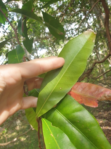 Planchonella chartacea (Thin Leafed Coondoo) — photo