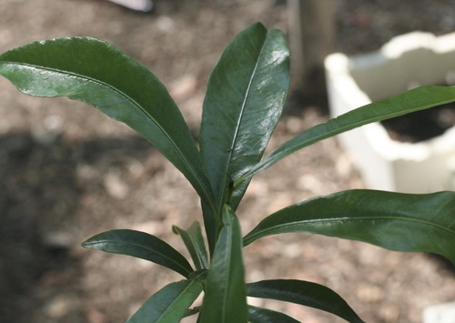 Planchonella chartacea