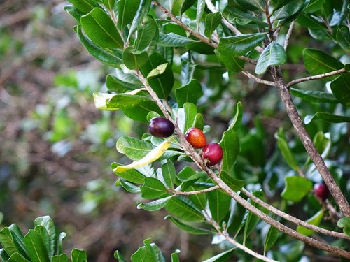 Planchonella costata (Tawapou) — photo