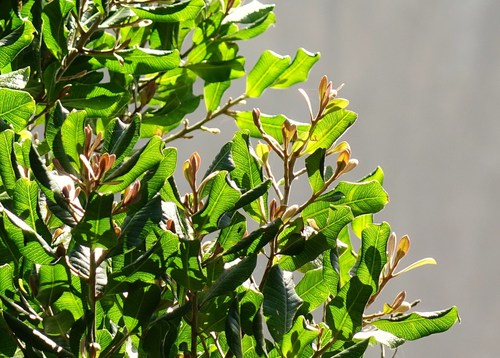 Planchonella costata (Tawapou) — photo
