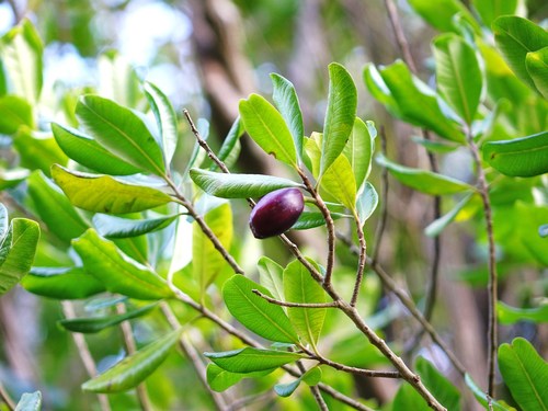 Planchonella costata