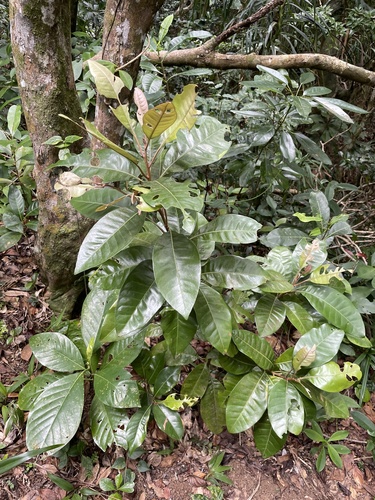 Planchonella duclitan