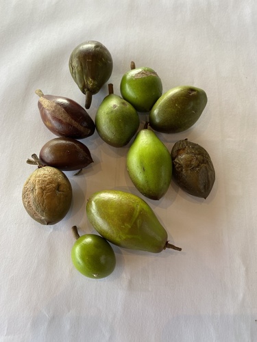 Planchonella eerwah (Black Plum) — photo