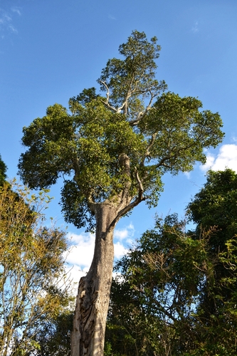 Planchonella eerwah (Black Plum) — photo