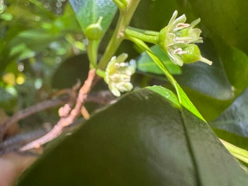 Planchonella eerwah