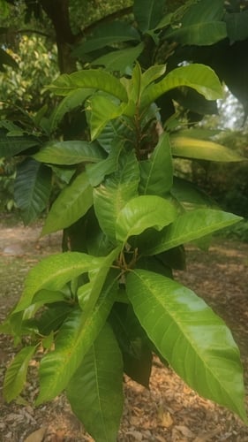 Planchonella grandifolia