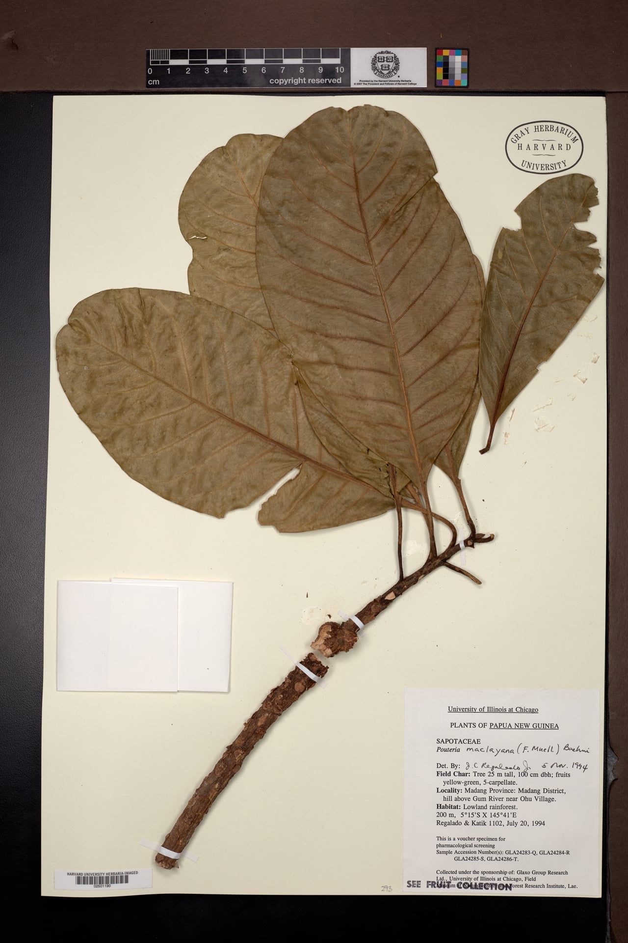 Planchonella maclayana — photo