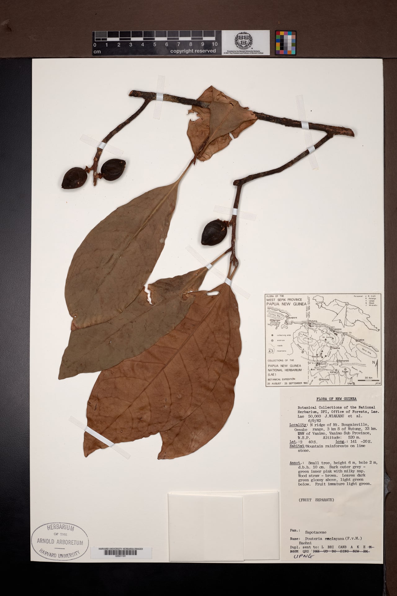 Planchonella maclayana — photo