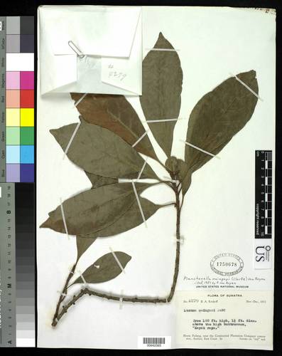 Planchonella maingayi