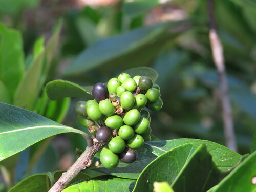 Planchonella obovata (Northern Yellow Boxwood) — photo
