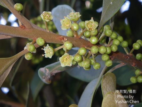 Planchonella obovata (Northern Yellow Boxwood) — photo