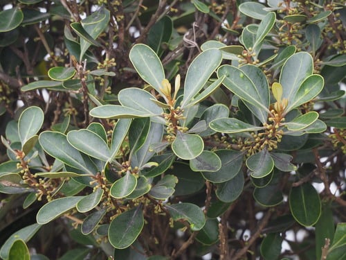 Planchonella obovata