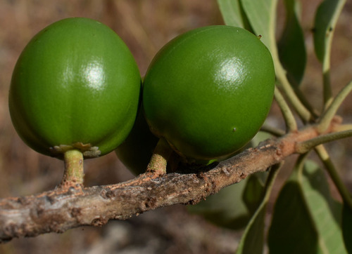 Planchonella pohlmaniana (Big Green Plum) — photo