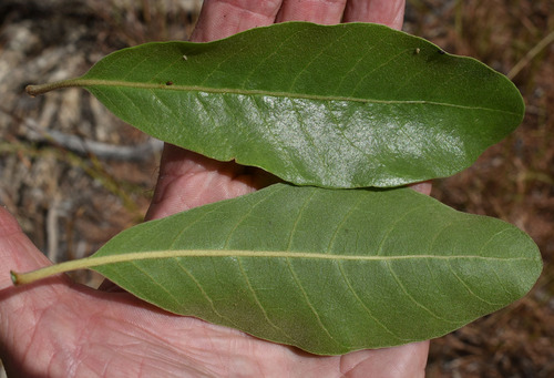 Planchonella pohlmaniana (Big Green Plum) — photo