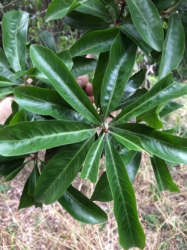 Planchonella pohlmaniana