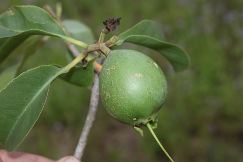 Planchonia careya (Cocky Apple) — photo